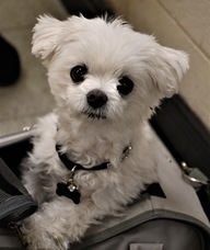 Book an Appointment with Georgette Bonot for Registered Massage Therapy